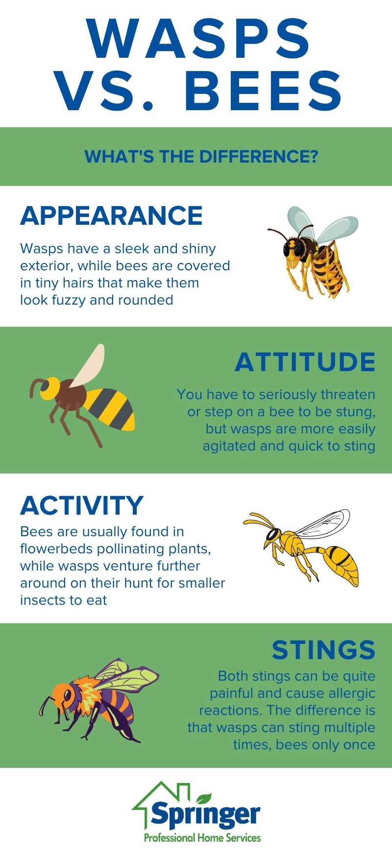 Differences between wasps and bees in Des Moines IA - Springer Professional Home Services
