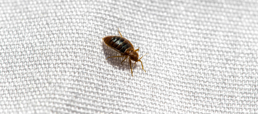 Bed bugs spread easily in Iowa. Springer Professional Home Services