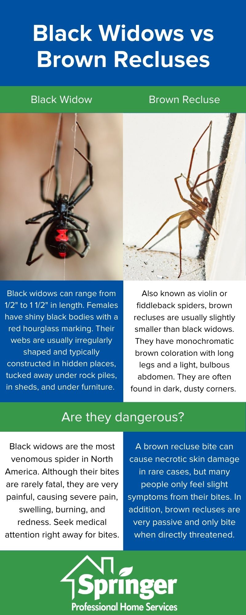 How to tell apart black widows and brown recluses in Des Moines IA - Springer Professional Home Services