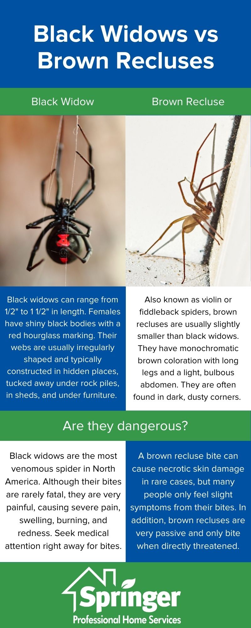 Poisonous Spiders of South Carolina  Spider bites, Brown recluse, Poisonous  spiders