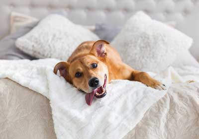 Do pets spread bed bugs? | Des Moines IA | Springer Professional Home Services