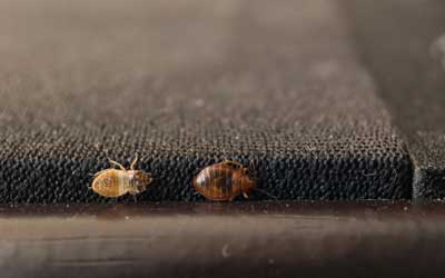 How do bed bugs spread? | Des Moines IA | Springer Professional Home Services
