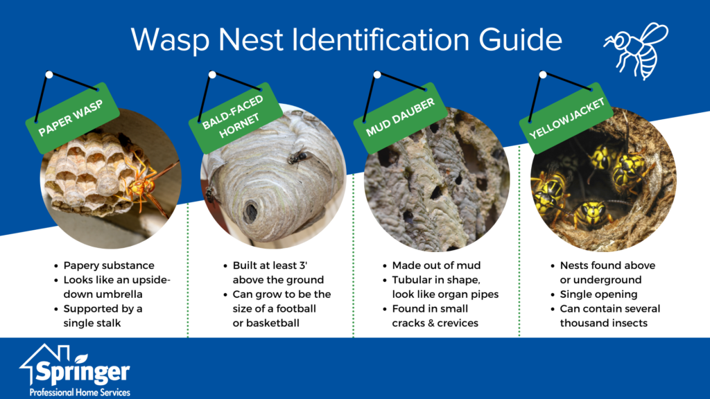Wasp nest identification infographic in Des Moines Iowa - Springer Professional Home Services