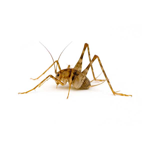 Camel cricket identification in Iowa - Springer Professional Home Services