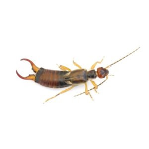 Earwig identification in Iowa - Springer Professional Home Services