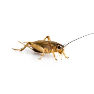House cricket identification in Iowa - Springer Professional Home Services