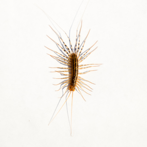 House centipede identification in Iowa - Springer Professional Home Services