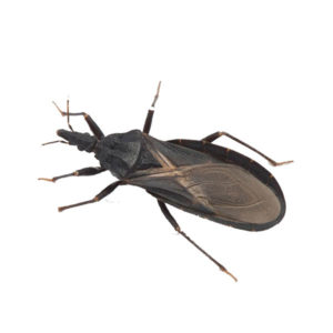Kissing bug identification in Iowa - Springer Professional Home Services