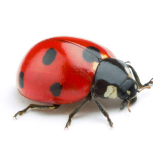 Ladybug identification in Iowa - Springer Professional Home Services