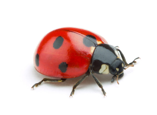 Ladybug identification in Iowa - Springer Professional Home Services
