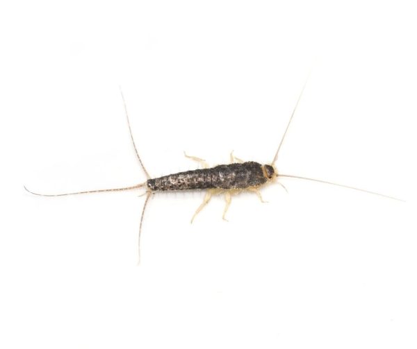 Silverfish identification in Iowa - Springer Professional Home Services