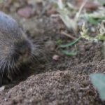 A gopher found in Central Iowa - Springer Professional Home Services