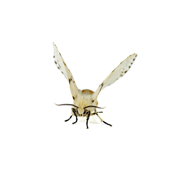 Webworm identification in Iowa - Springer Professional Home Services