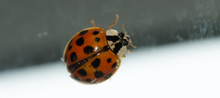 Asian lady beetle in Iowa home - Springer Professional Home Services