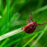 A tick in Central Iowa - Springer Professional Home Services