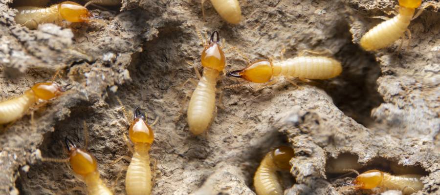 Termites found in Central Iowa - Springer Professional Home Services