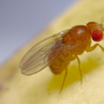 Fruit fly in Iowa - Springer Professional Home Services