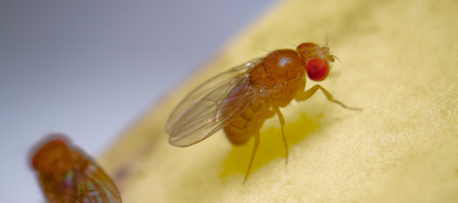 Fruit fly in Iowa - Springer Professional Home Services