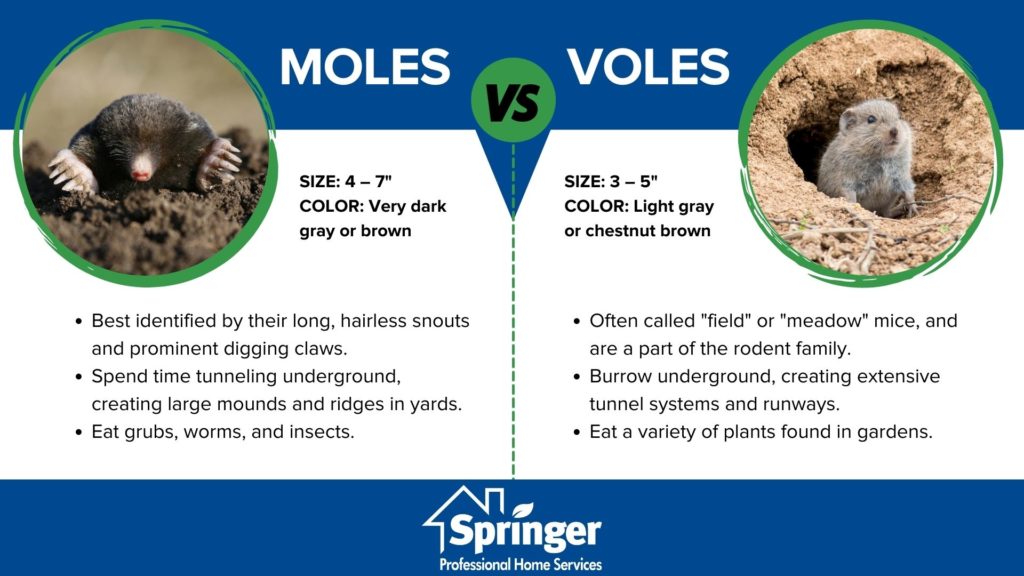 Telling apart moles and voles in Des Moines IA - Springer Professional Home Services