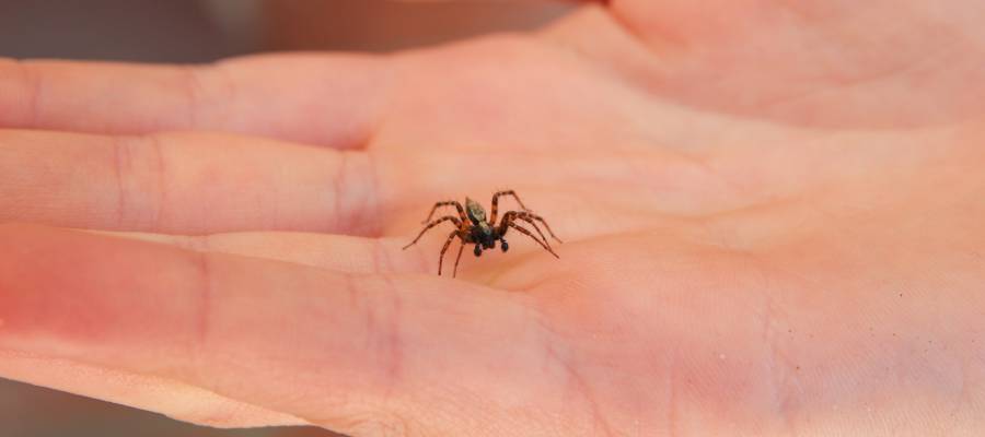 Looking for spiders in Des Moines IA - Springer Professional Home Services