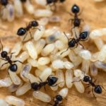 Ants infesting a bathroom in Central Iowa - Springer Professional Home Services