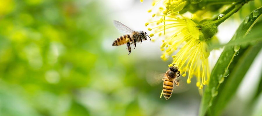 Honeybees hovering near a yellow flower