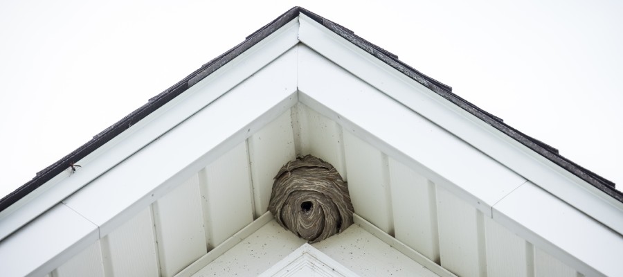 Wasp nest in eave of house