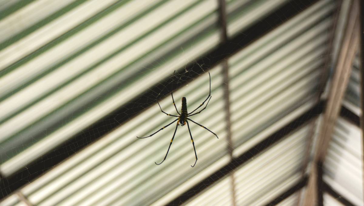 The Most Common House Spiders and How to Know if They're in Your Home