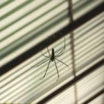a house spider in a web under a roof