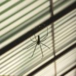 House Spiders: Friend or Foe? - Springer Professional Home Services - Pest  Control & Exterminator Services