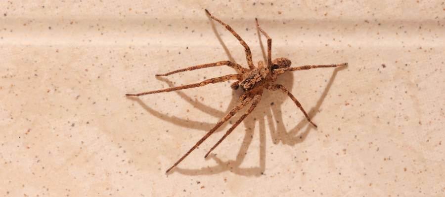 Your Home Owners Guide To Common Florida Spiders