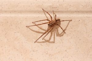 a wolf spider in house on the hunt for pests to eat