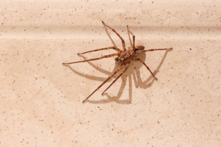 Common House Spider (+babies)
