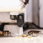 cockroaches around base of fridge with crumbs