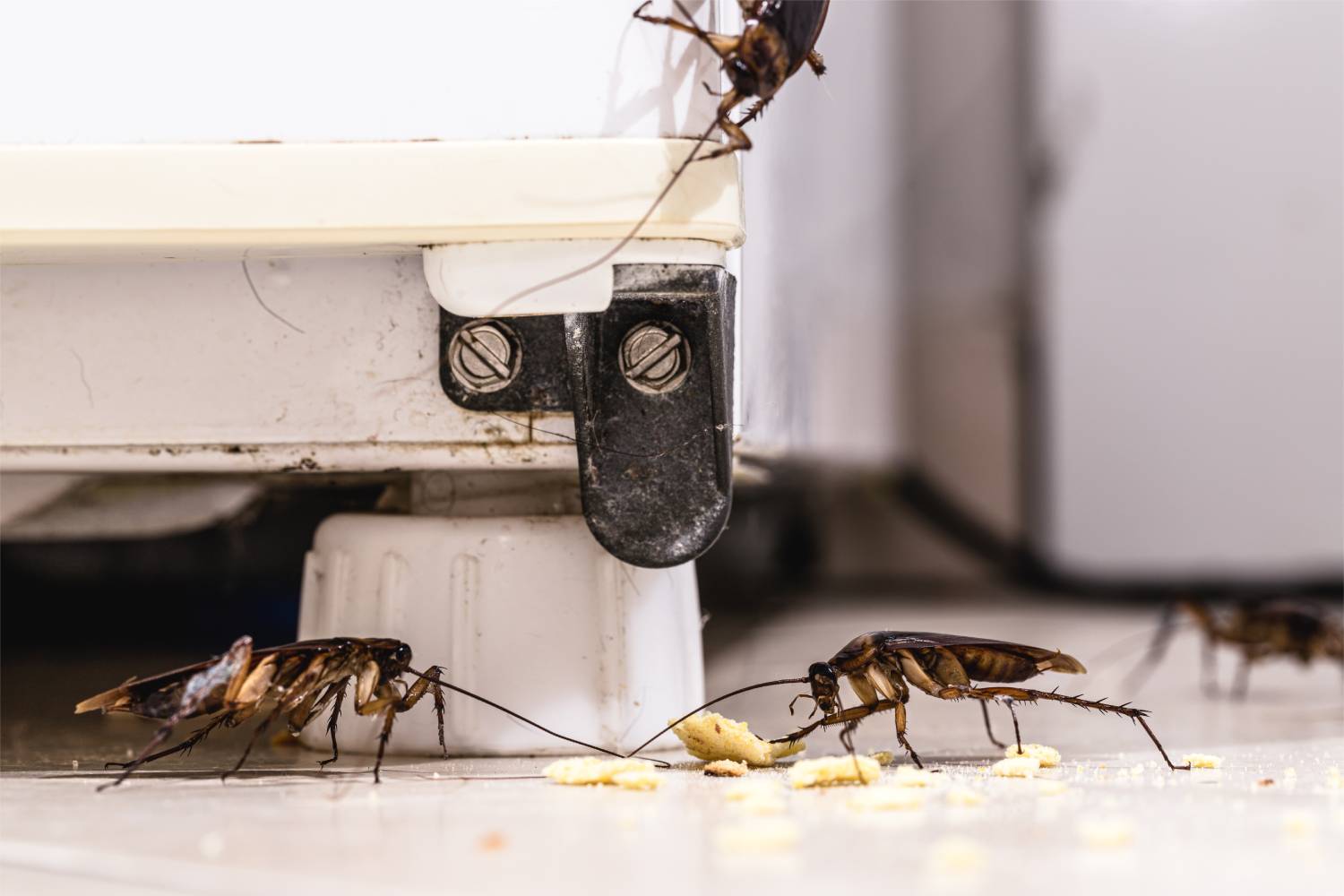 cockroaches around base of fridge with crumbs