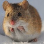 A mouse crouches in the snow