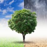 a graphic depicting climate change and extreme weather, though showing a tree in nature between lush nature and a stormy desert.