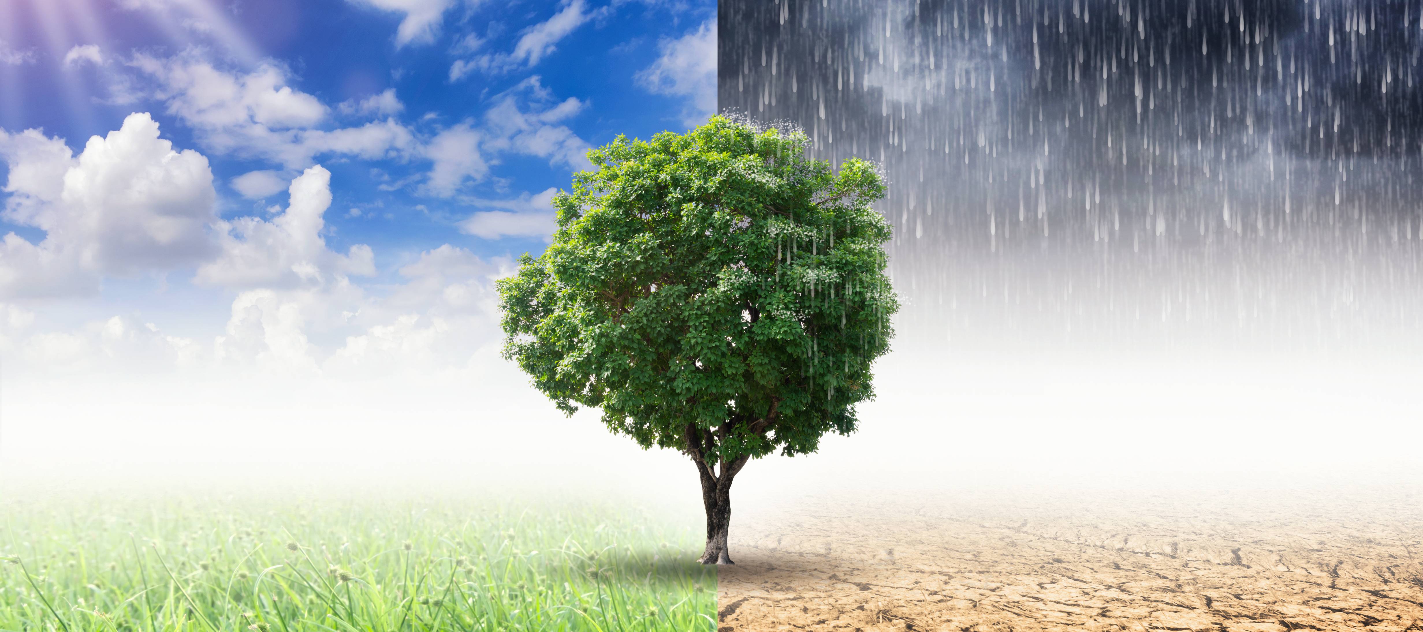 a graphic depicting climate change and extreme weather, though showing a tree in nature between lush nature and a stormy desert.