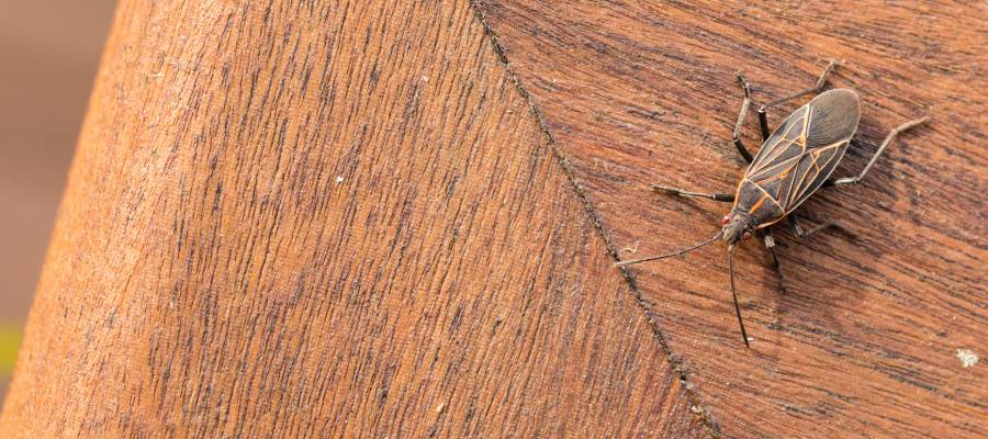 a boxelder bug on a wooden table