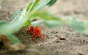 A tiny red bug - a clover mite in Iowa yard - trust springer home services to help get rid of them