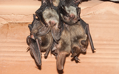 Bats hanging from ceiling in Des Moines IA - Springer Professional Home Services