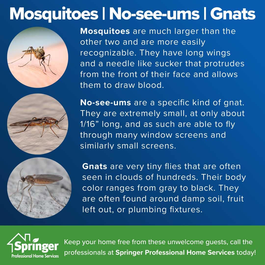 No-see-ums vs Gnats vs Mosquitoes Graphic with Springer Professional Home Services in Des Moines, Iowa