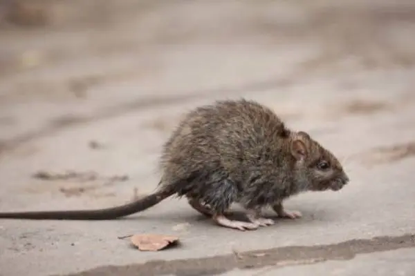 Rodent walking across a sidewalk | Des Moines IA | Springer Professional Home Services