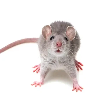 Mouse with a white background | Are mice dangerous? | Des Moines IA | Springer Professional Home Services