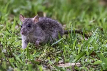 A rodent walking through the grass | Des Moines IA | Springer Professional Home Services