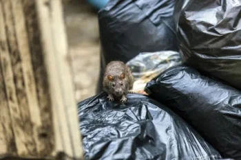 Rodent scavenging through trash bags | Where do rats live? | Des Moines IA | Springer Professional Home Services