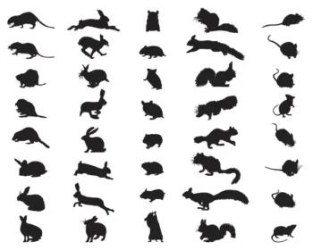 Graph showing different rodent shapes | Types of rodents | Springer Professional Home Services serving Des Moines, Iowa