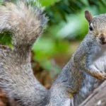 A gray squirrel outdoors, leaning against a log and looking curiously at the camera. Squirrels are mostly harmless, but sometimes appear in numbers that require professional squirrel control.