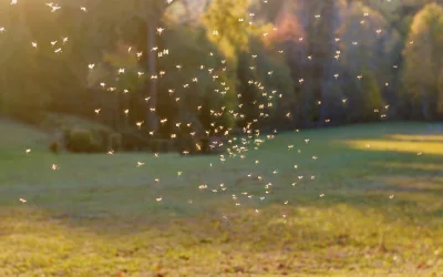 Mosquito swarm outdoors in a residential area, ready for Springer Professional Home Services to control.