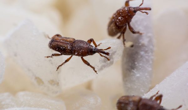 Rice weevils are a common pantry pest in Des Moines IA - Springer Professional Home Services